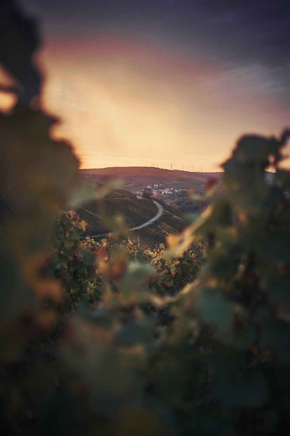 Viñedos y colinas al atardecer.